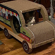 Ricky a rejoint le concours — aidez-le/la à gagner de superbes lots ! cat, tabby_cat, cardboard, food_truck, toy, indoor, wood_floor, pet, animal, curious, playful, household, window, decor, feline, cute, small, creative, funny, cozy