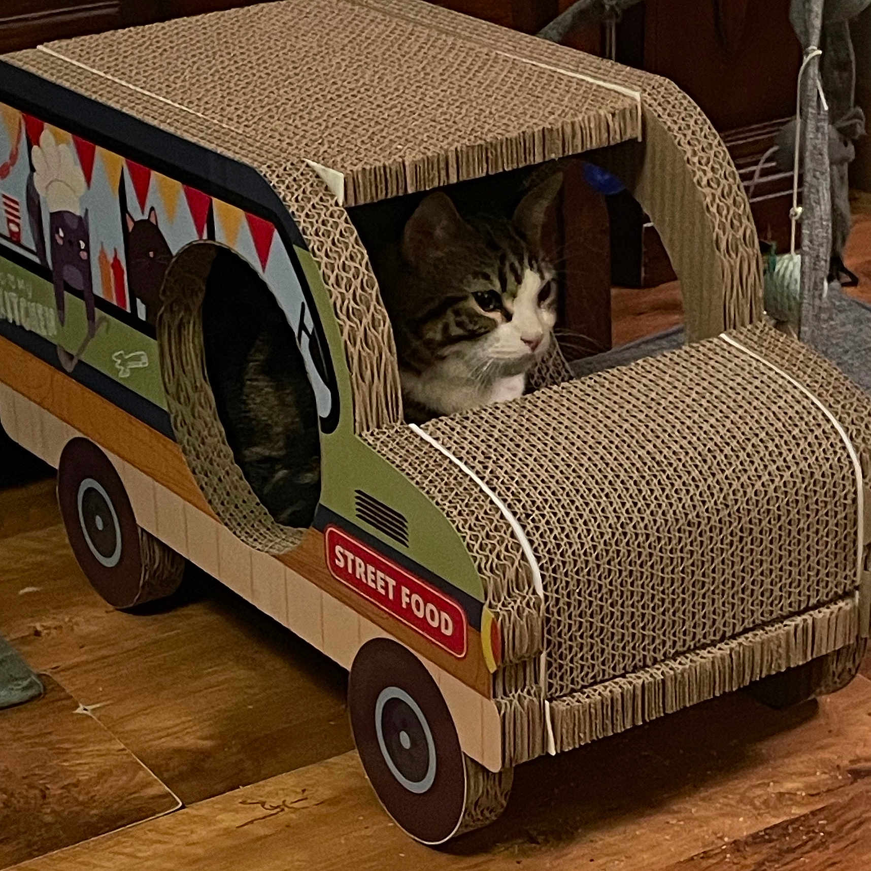 Ricky a rejoint le concours — aidez-le/la à gagner de superbes lots ! cat, tabby_cat, cardboard, food_truck, toy, indoor, wood_floor, pet, animal, curious, playful, household, window, decor, feline, cute, small, creative, funny, cozy