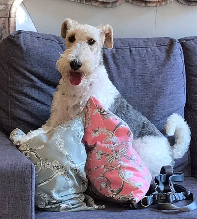 Foxy a rejoint le concours — aidez-le/la à gagner de superbes lots ! canidae, carnivore, chair, collar, companion_dog, couch, dog, dog_breed, dog_supply, fashion_accessory, fawn, grey, linens, pattern, pet_supply, pillow, sleeve, snout, sporting_group, textile