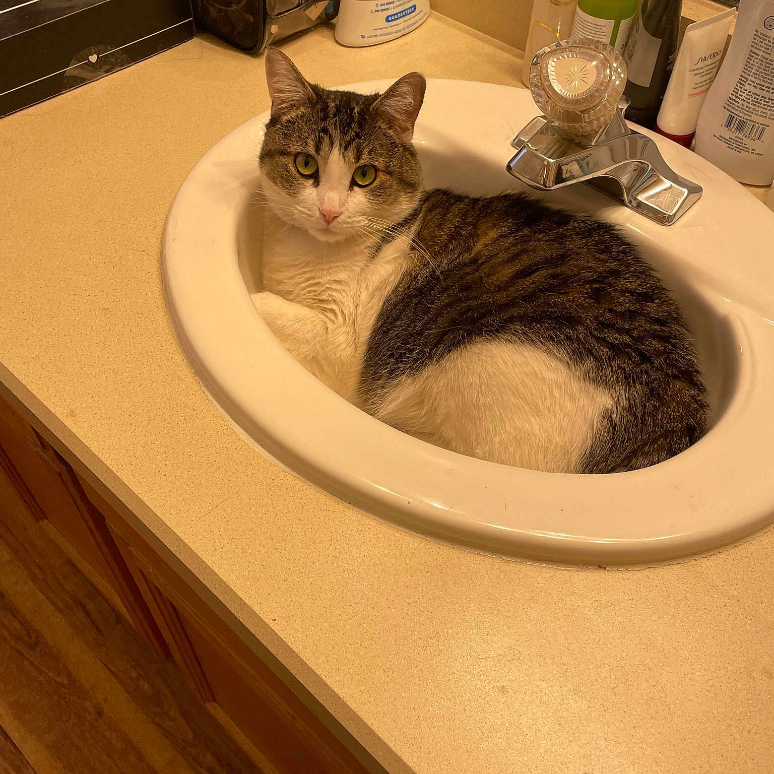 Tipsy is registered to the contest to win money with this photo: bathroom, bathroom_sink, carnivore, cat, comfort, felidae, floor, flooring, fluid, grey, hardwood, liquid, plumbing, plumbing_fixture, sink, small_to_medium_sized_cats, tap, whiskers, wood, wood_stain