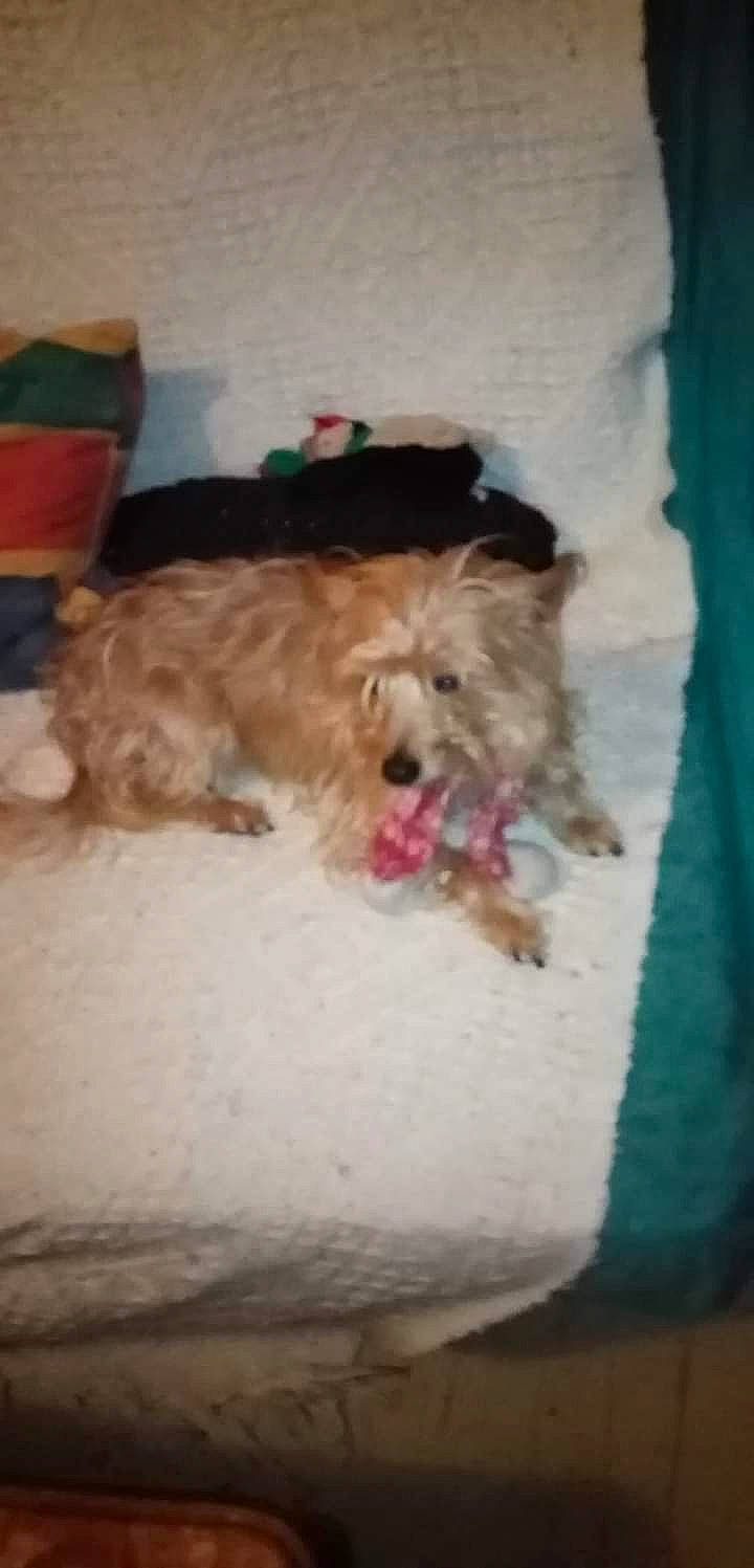 Nougat participe au concours pour gagner de l'argent avec cette photo : canidae, carnivore, companion_dog, dog, dog_breed, dog_supply, fawn, fur, goldendoodle, labradoodle, liver, maltepoo, pet_supply, poodle_crossbreed, small_terrier, sporting_group, terrier, toy_dog, working_animal, yorkipoo