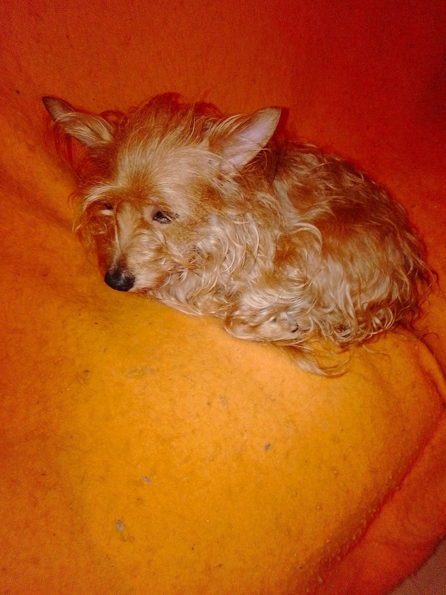 Nougat participe au concours pour gagner de l'argent avec cette photo : canidae, carnivore, companion_dog, dog, dog_breed, dog_supply, ear, fawn, fur, liver, puppy, small_terrier, snout, sporting_group, terrestrial_animal, terrier, toy_dog, whiskers, working_animal, yorkipoo