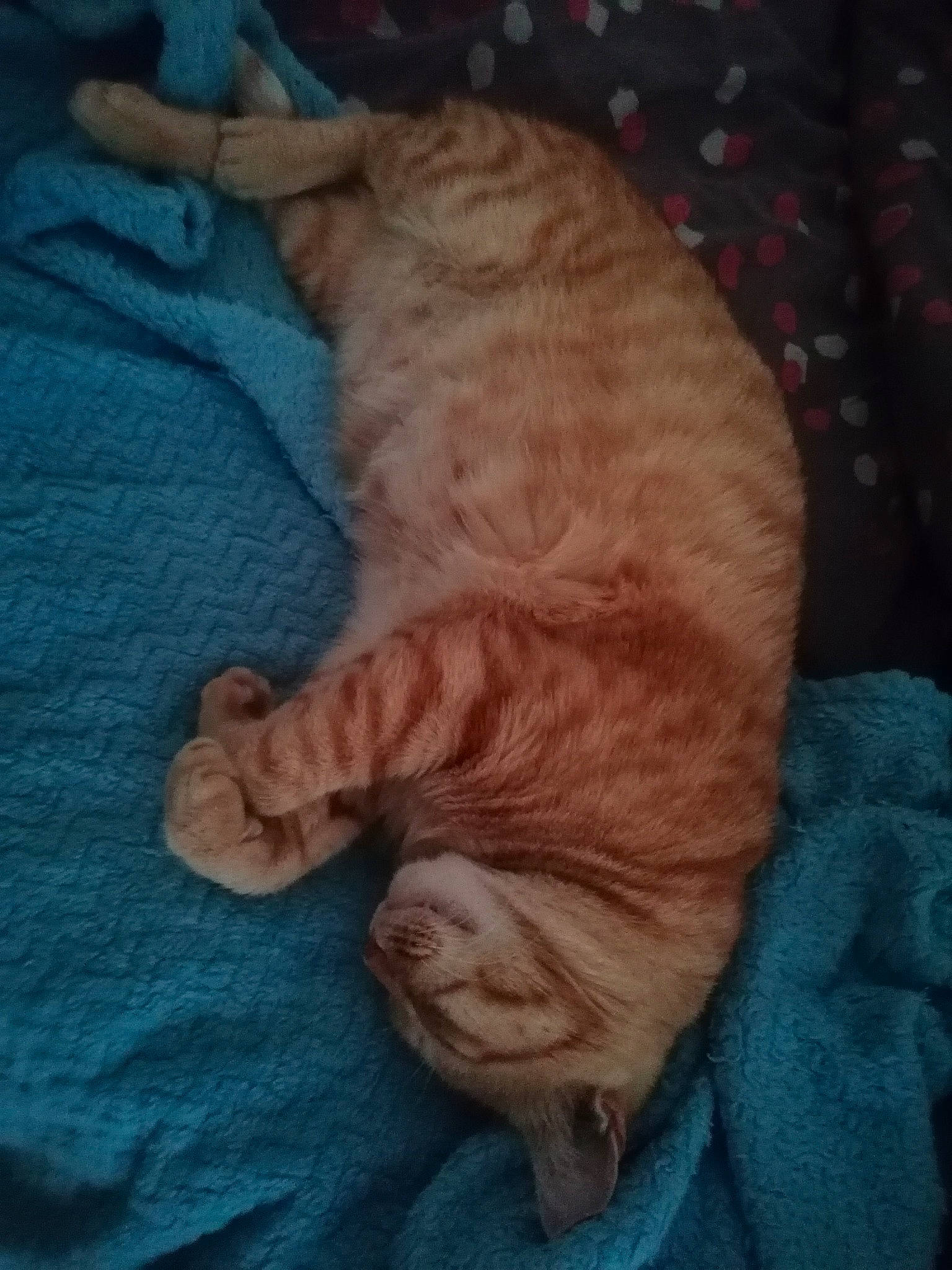 Garfield participe au concours pour gagner de l'argent avec cette photo : carnivore, cat, claw, comfort, dog_breed, domestic_short_haired_cat, electric_blue, fawn, felidae, foot, fur, gesture, nap, paw, sleep, small_to_medium_sized_cats, tail, whiskers, wood, wool