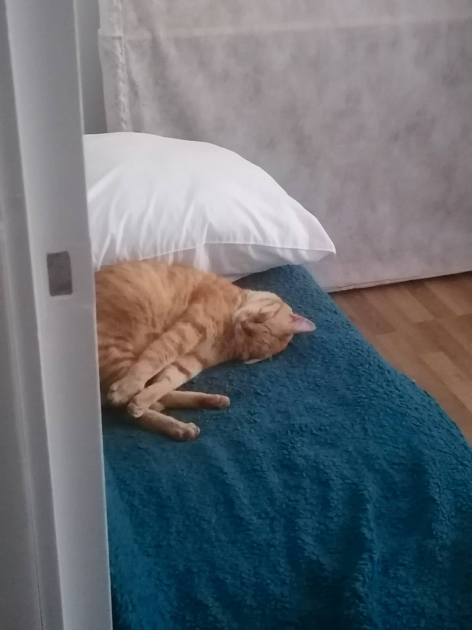 Garfield participe au concours pour gagner de l'argent avec cette photo : bedding, carnivore, cat, comfort, duvet, fawn, felidae, flooring, grey, hardwood, linens, mammal, room, small_to_medium_sized_cats, sporting_group, tail, textile, vertebrate, whiskers, wood