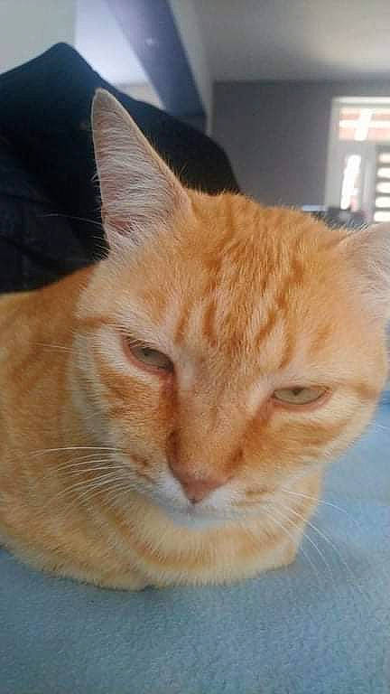 Garfield a rejoint le concours — aidez-le/la à gagner de superbes lots ! carnivore, cat, cat_supply, comfort, domestic_short_haired_cat, fawn, felidae, fur, iris, pet_supply, small_to_medium_sized_cats, snout, tail, whiskers, window, wood