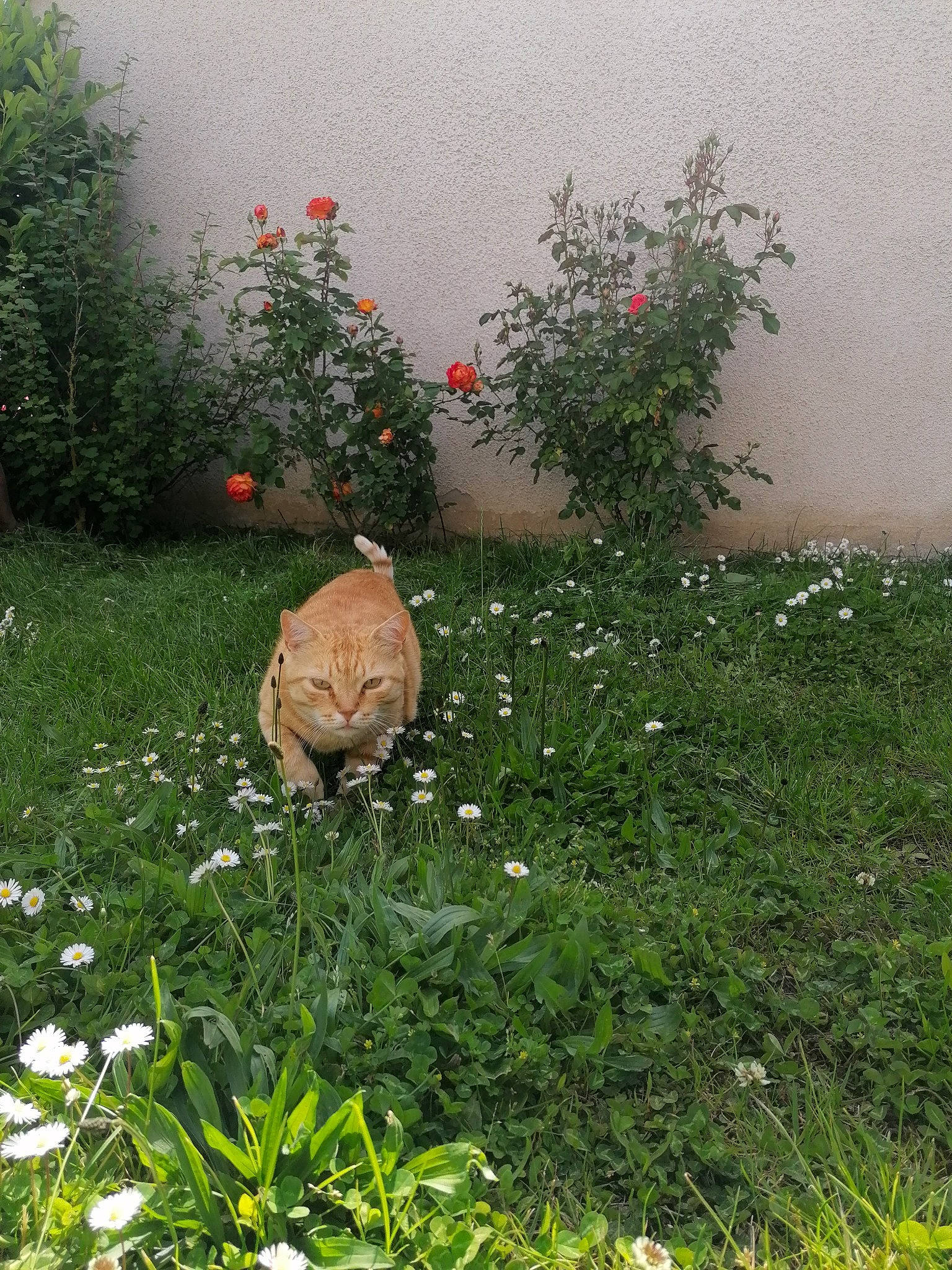 Garfield participe au concours pour gagner de l'argent avec cette photo : annual_plant, carnivore, cat, fawn, felidae, flower, flowering_plant, garden, grass, grass_family, groundcover, herbaceous_plant, landscape, landscaping, lawn, lawn_ornament, petal, plant, shrub, tail