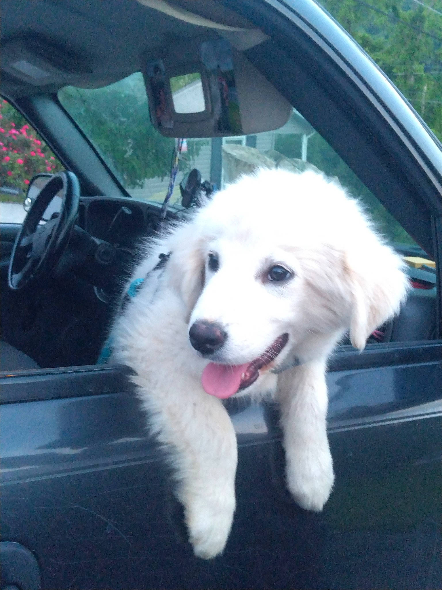 Ace joined the competition — help win amazing prizes! automotive_exterior, car, carnivore, collar, companion_dog, dog, dog_breed, dog_collar, fang, fur, hood, luxury_vehicle, motor_vehicle, personal_luxury_car, plant, snout, sporting_group, vehicle, vehicle_door, windshield