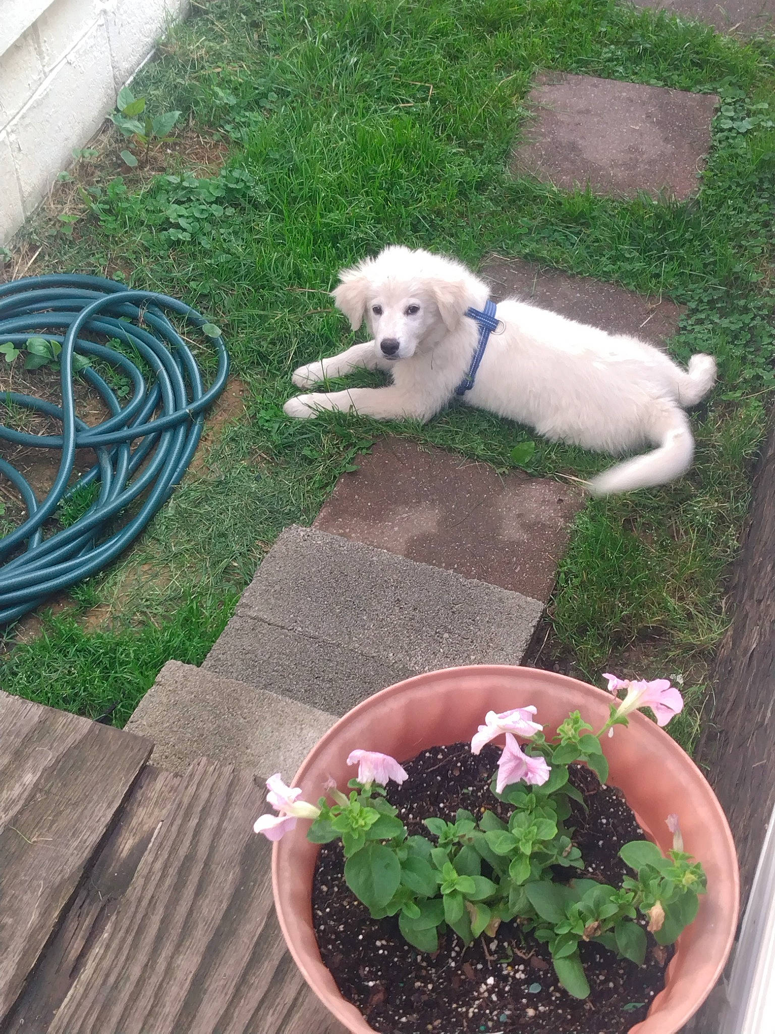 Ace is registered to the contest to win money with this photo: annual_plant, blue, carnivore, chair, companion_dog, dog, dog_breed, fawn, flower, flowerpot, garden, grass, green, herb, houseplant, lawn, leaf_vegetable, plant, soil, tail