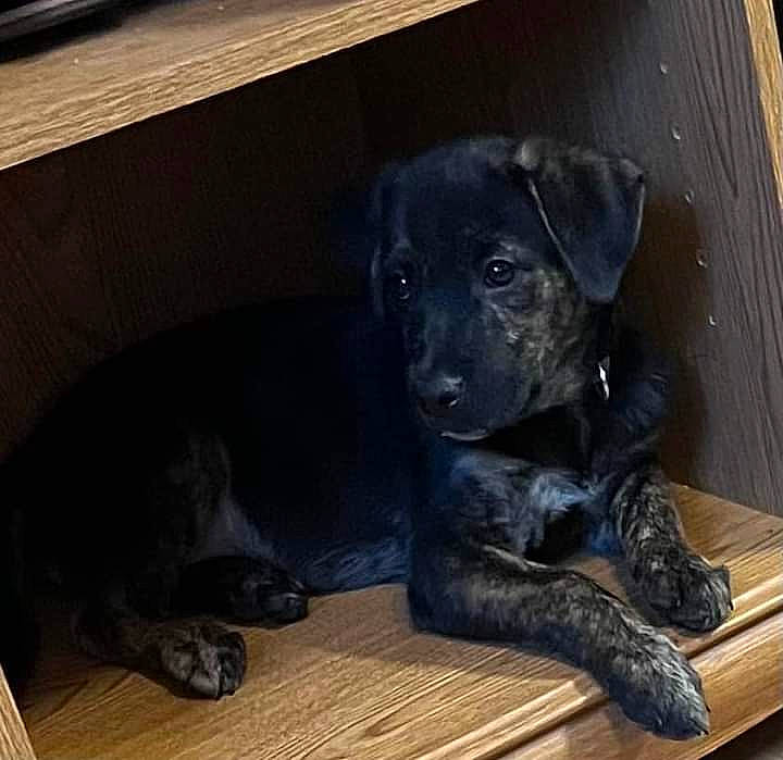 Hercules joined the competition — help win amazing prizes! borador, canidae, carnivore, comfort, companion_dog, dog, dog_breed, fawn, flooring, fur, guard_dog, gun_dog, hardwood, labrador_retriever, retriever, snout, tail, whiskers, wood, working_animal