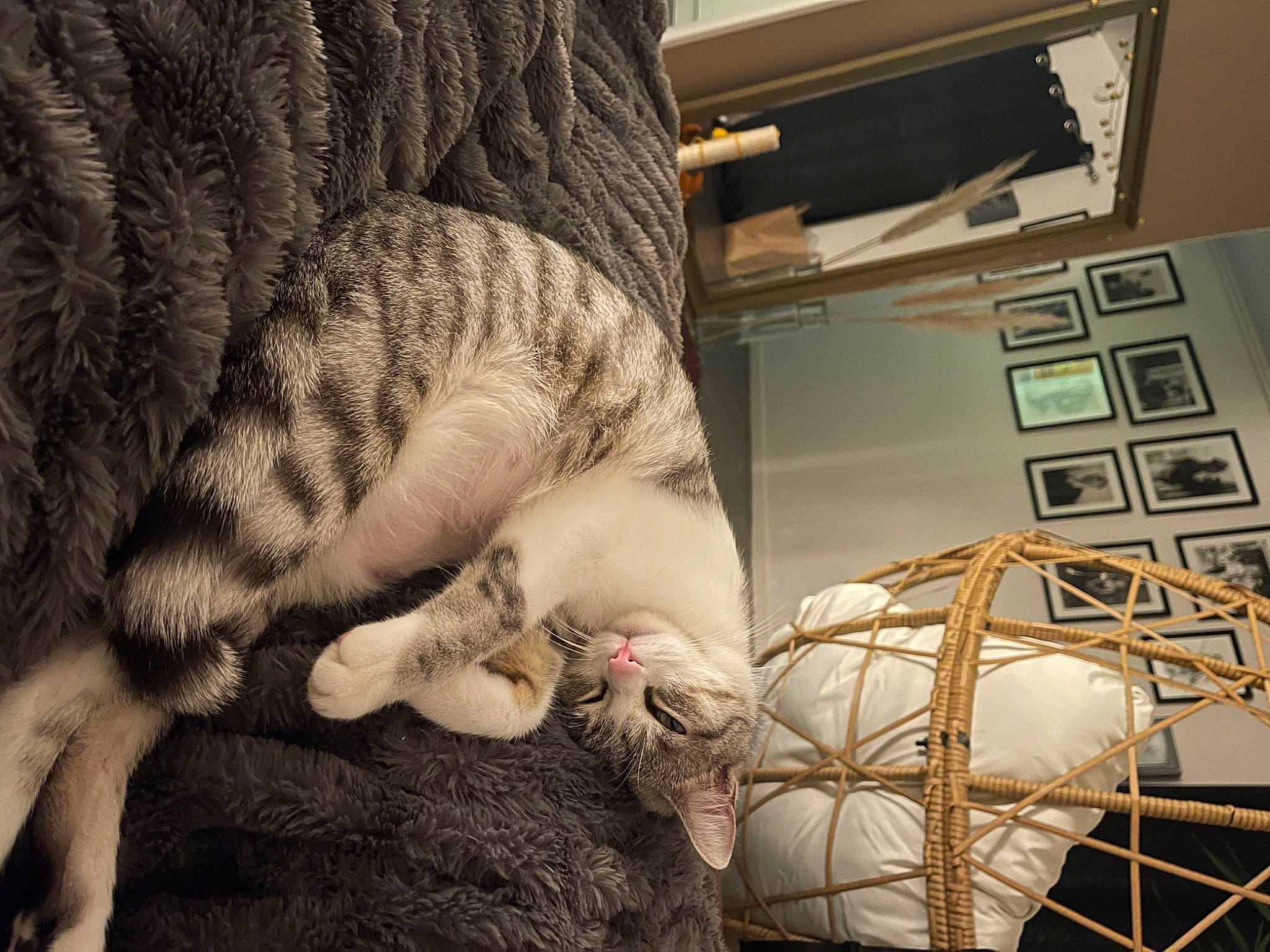 Lilou participe au concours pour gagner de l'argent avec cette photo : carnivore, cat, claw, comfort, domestic_short_haired_cat, felidae, fur, human_leg, linens, nap, paw, room, small_to_medium_sized_cats, snout, tail, thread, whiskers, wood, wool, woolen