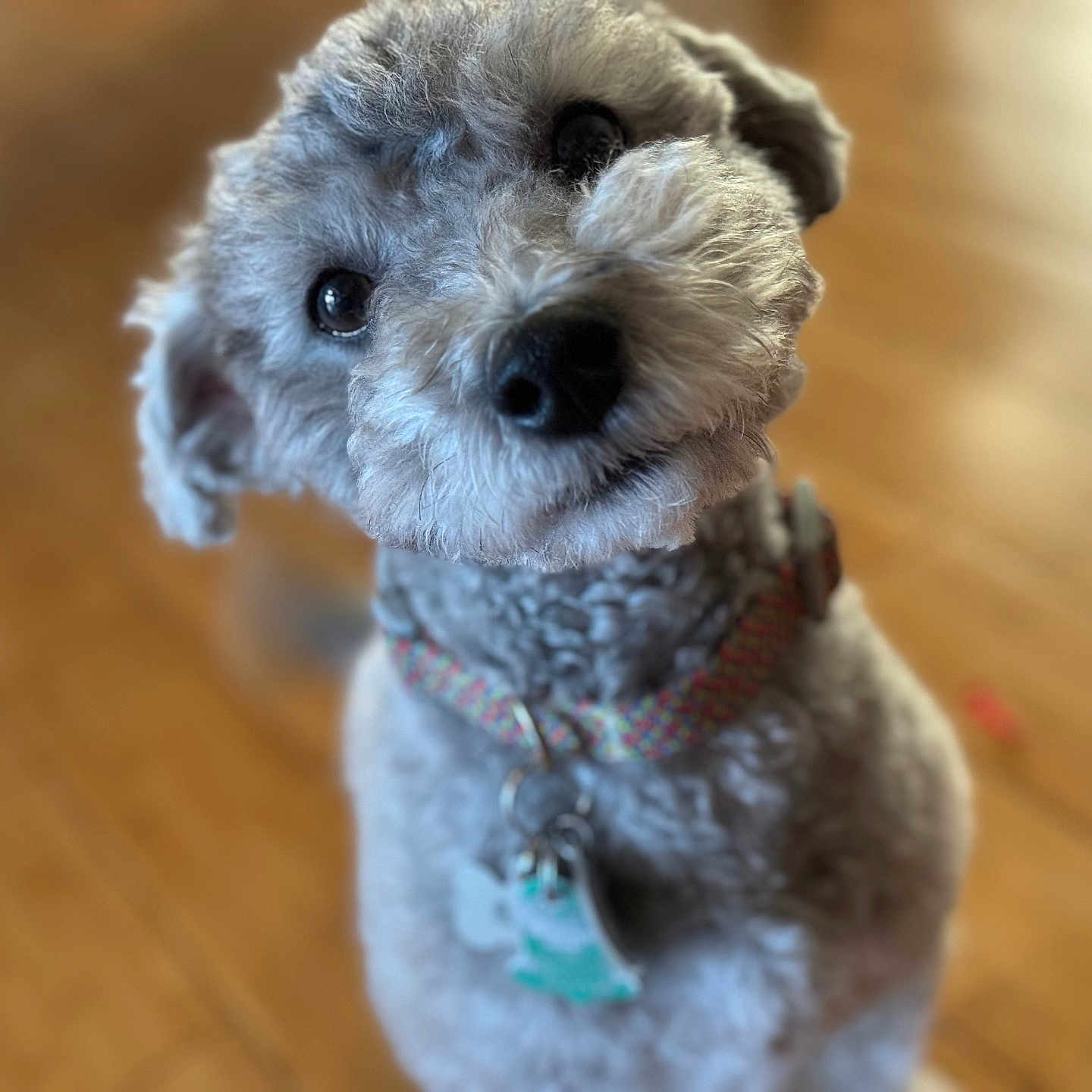 Ash joined the competition — help win amazing prizes! accessories, animal, bison, canine, cockerspaniel, dog, hardwood, leash, pet, poodle, puppy, snout, strap, terrier, whitedog, wood