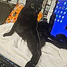 black_cat, blanket, cat, computer_monitor, curious, feline, fur, halloween_bag, indoor, keyboard, lounge, orange, paw, pet, relaxed, room, tail, technology, white_blanket, yellow_eyes