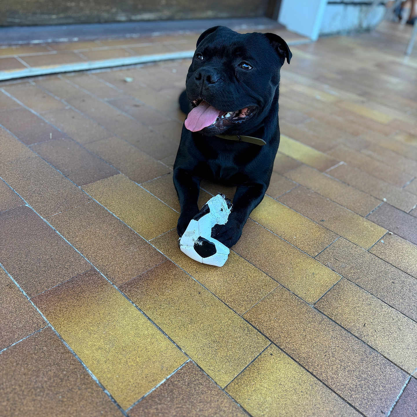Toupak a rejoint le concours — aidez-le/la à gagner de superbes lots ! animal, background, black_dog, canine, collar, dog, door, floor, happy, house, indoor, paw, pet, pet_toy, playful, resting, soccer_ball, tiles, tongue_out, toy