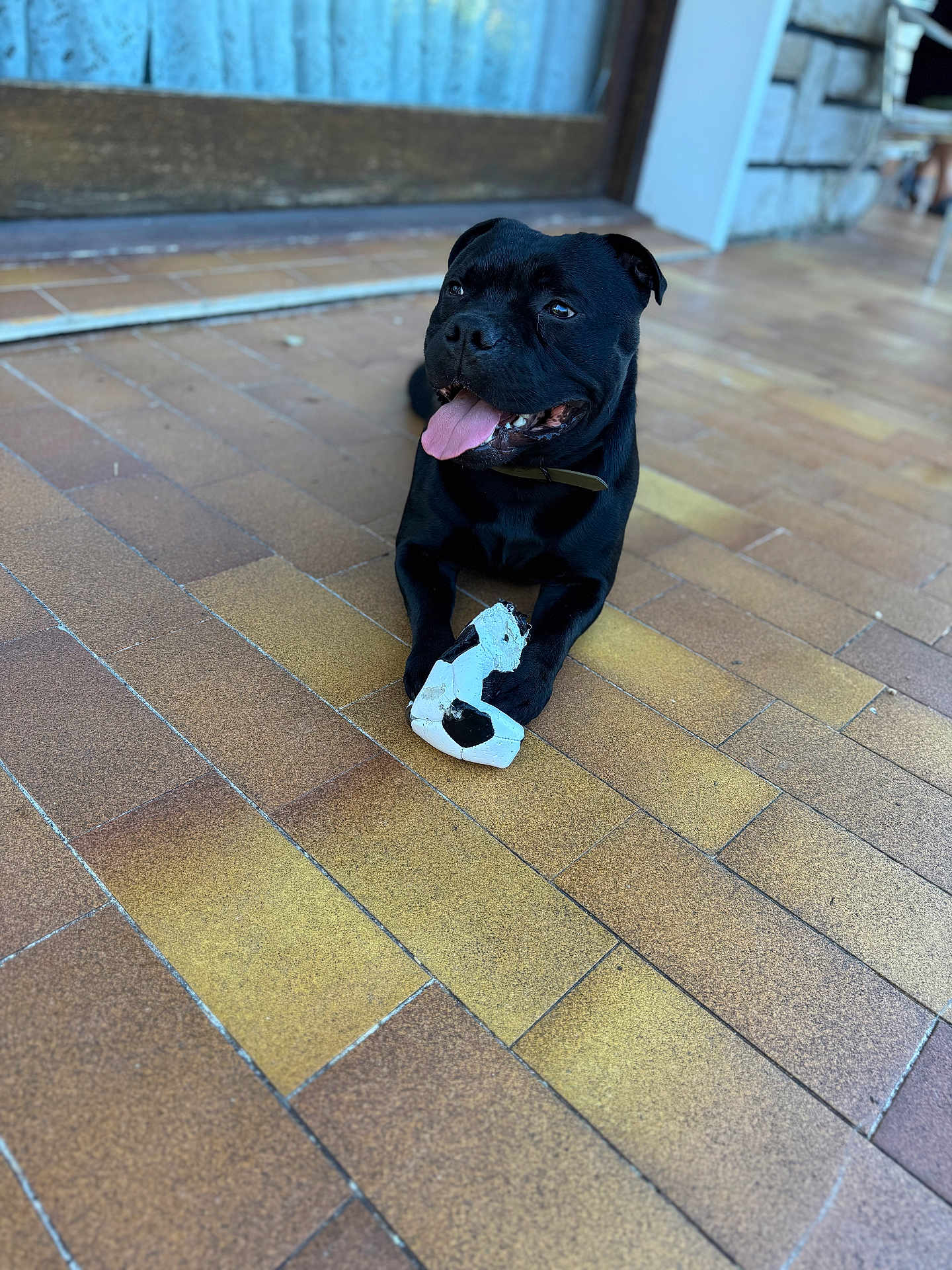 Toupak a rejoint le concours — aidez-le/la à gagner de superbes lots ! dog, black_dog, tongue_out, toy, soccer_ball, floor, tiles, paw, pet, animal, happy, playful, indoor, resting, collar, house, door, background, pet_toy, canine