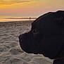 dog, black_dog, beach, sunset, sand, water, collar, animal, pet, outdoor, nature, sky, calm, reflection, sun, horizon, peaceful, silhouette, evening, landscape
