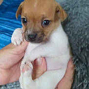 Phatboy Max is registered to the contest to win money with this photo: puppy, dog, pet, cute, small, hands, holding, brown, white, fur, closeup, indoor, animal, face, eyes, paw, expression, background, soft, texture