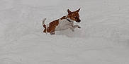 Phatboy Max is registered to the contest to win money with this photo: dog, snow, outdoor, animal, winter, small_dog, playful, white_snow, fur, pet, cold, nature, active, jumping, canine, daylight, snowy_ground, energetic, cute, fun