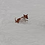 dog, snow, outdoor, animal, winter, small_dog, playful, white_snow, fur, pet, cold, nature, active, jumping, canine, daylight, snowy_ground, energetic, cute, fun