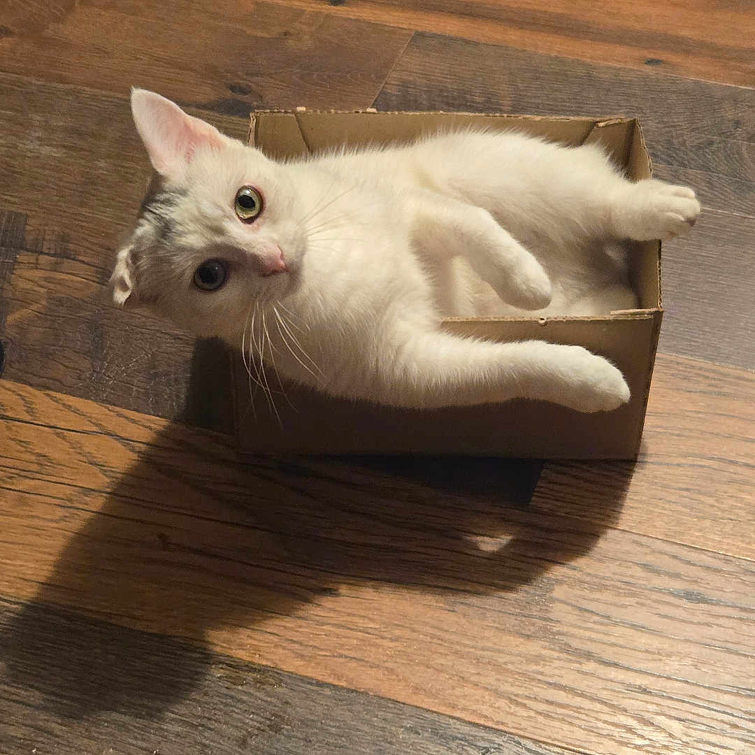 Kiki is registered to the contest to win money with this photo: animal, cardboard_box, cat, compact_space, curious, cute, domestic_cat, ears, feline, flooring, household, indoor, looking_up, paws, pet, playful, small_box, whiskers, white_cat, wooden_floor