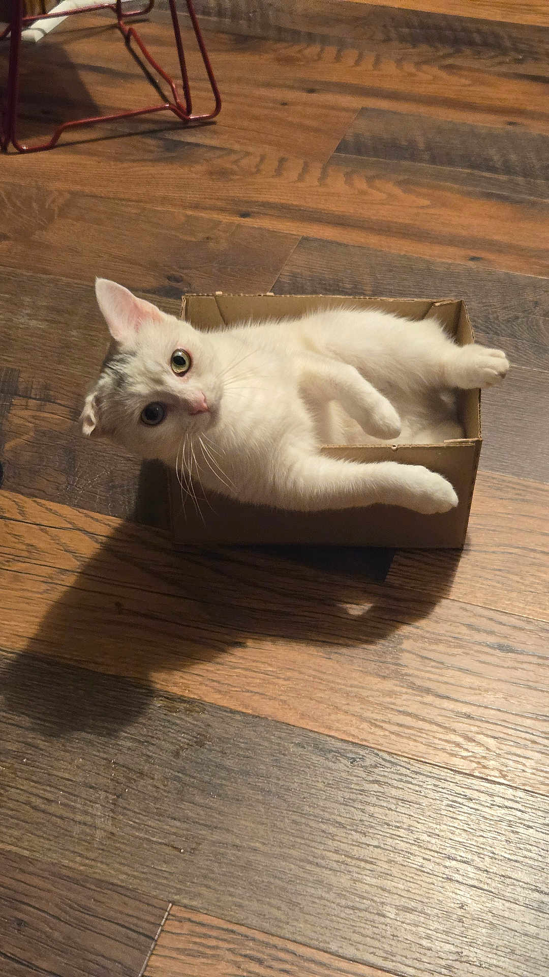 Kiki