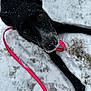 Lilyanna is registered to the contest to win money with this photo: dog, black_dog, snow, leash, outdoor, animal, pet, winter, playful, canine, snowy_ground, close_up, curious, lying_down, nose, ears, fur, nature, daylight, grass