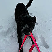 Lilyanna is registered to the contest to win money with this photo: dog, black_dog, snow, leash, playful, outdoor, winter, pet, animal, canine, snowy_ground, active, cute, fur, tail, mouth, collar, walking, bright_color, nature