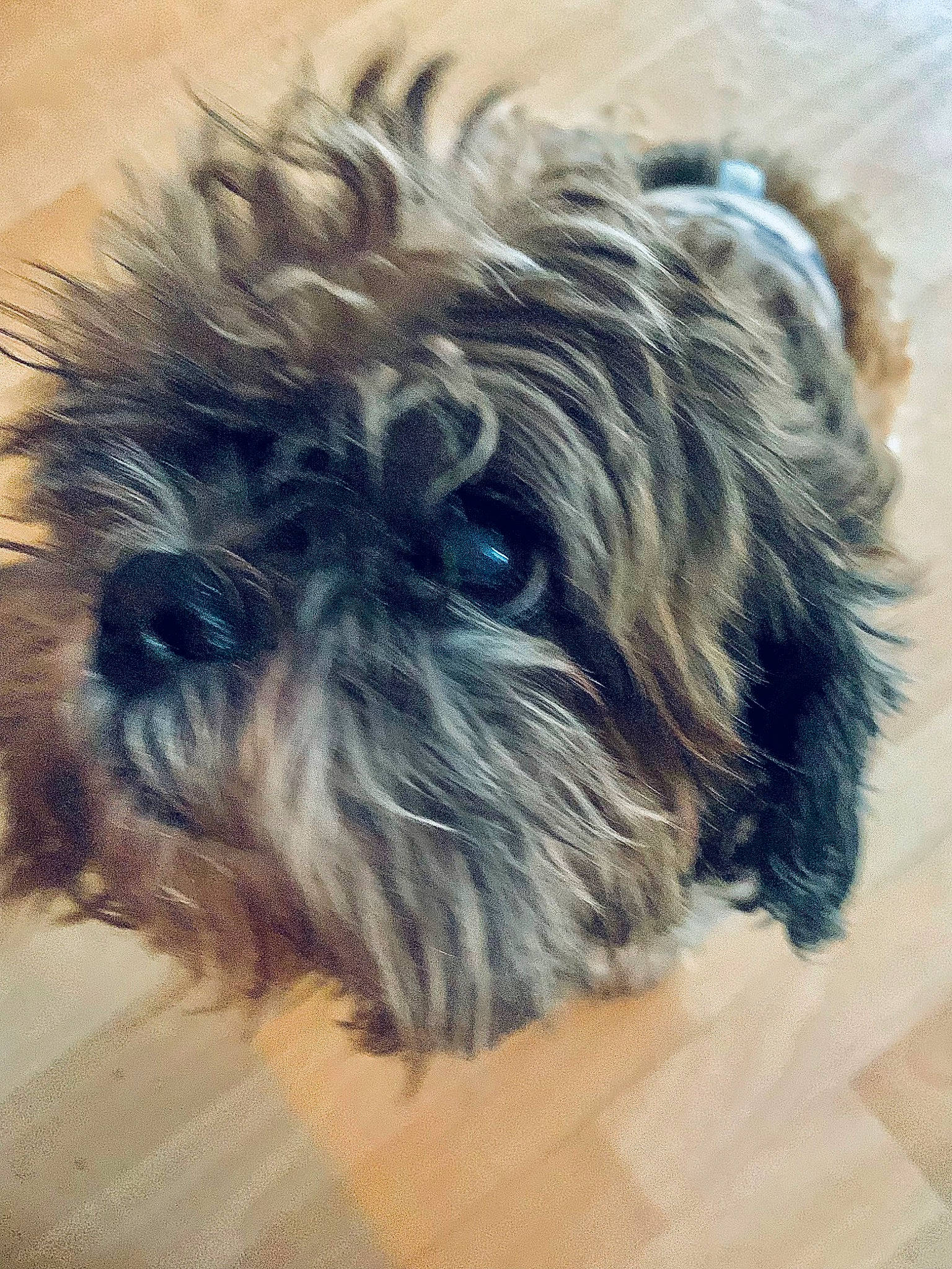 Eïgo a rejoint le concours — aidez-le/la à gagner de superbes lots ! biewer_terrier, canidae, carnivore, companion_dog, dog, dog_breed, flooring, fur, liver, maltepoo, non_sporting_group, puppy, shih_tzu, small_terrier, snout, sporting_group, terrier, toy_dog, working_animal, yorkipoo