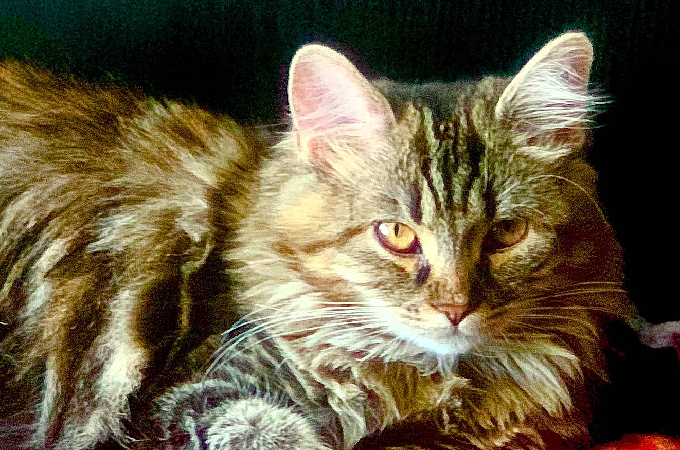 Luna a rejoint le concours — aidez-le/la à gagner de superbes lots ! carnivore, cat, domestic_short_haired_cat, event, felidae, fur, grass, maine_coon, small_to_medium_sized_cats, snout, terrestrial_animal, whiskers, wildlife