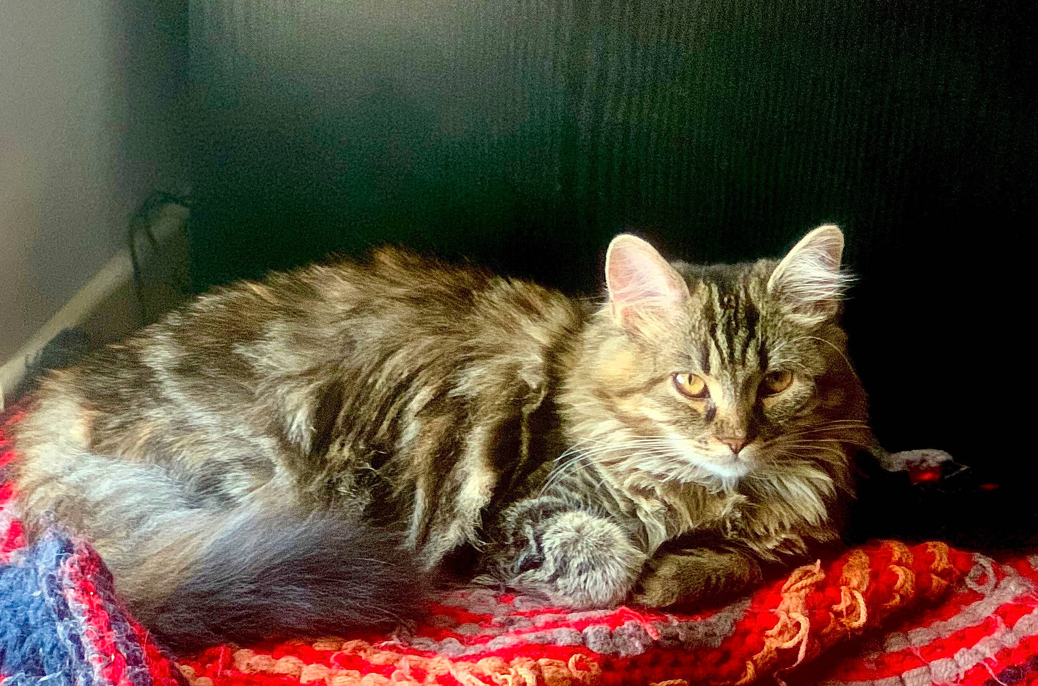 Luna a rejoint le concours — aidez-le/la à gagner de superbes lots ! carnivore, cat, claw, comfort, domestic_short_haired_cat, felidae, fur, paw, small_to_medium_sized_cats, snout, terrestrial_animal, tree, whiskers