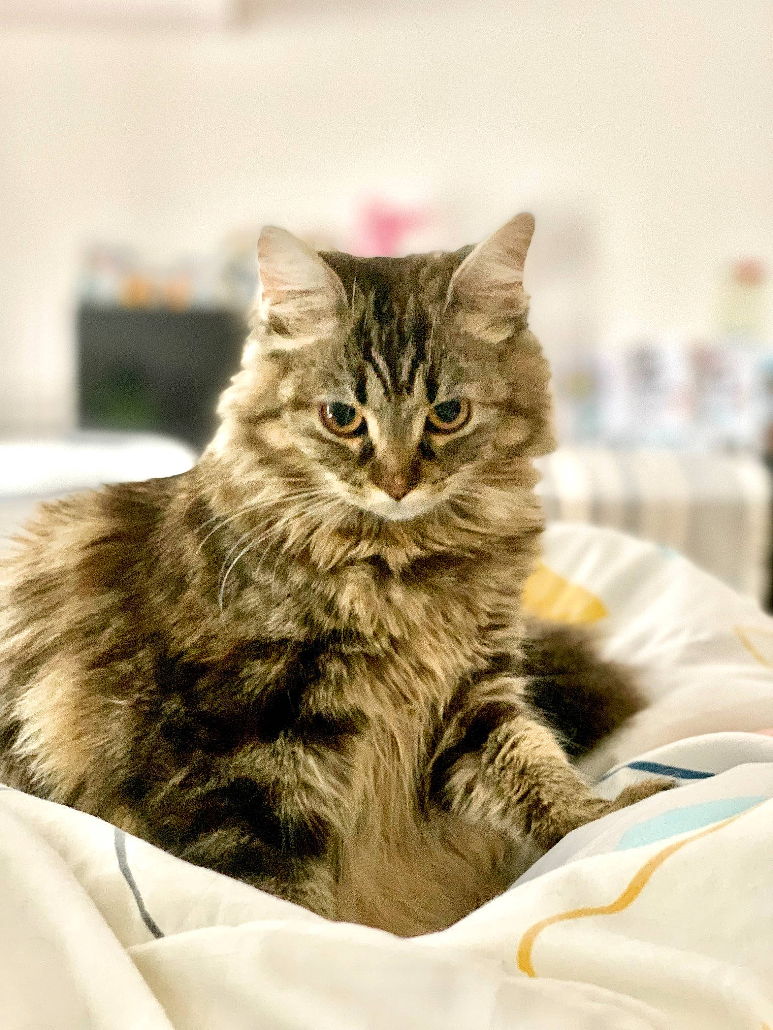 Luna participe au concours pour gagner de l'argent avec cette photo : british_longhair, carnivore, cat, claw, comfort, domestic_short_haired_cat, felidae, fur, maine_coon, paw, sitting, small_to_medium_sized_cats, snout, terrestrial_animal, whiskers