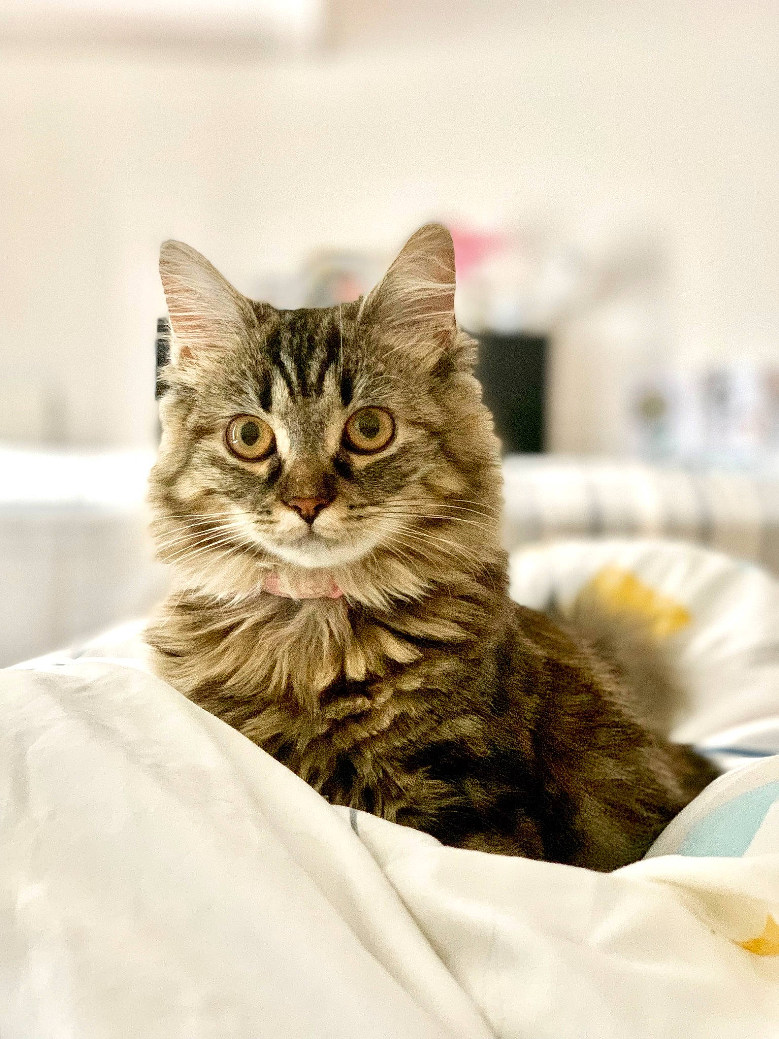 Luna a rejoint le concours — aidez-le/la à gagner de superbes lots ! carnivore, cat, claw, comfort, domestic_short_haired_cat, felidae, fur, sitting, small_to_medium_sized_cats, snout, terrestrial_animal, whiskers