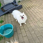 Flocon participe au concours pour gagner de l'argent avec cette photo : backyard, blue_bucket, brick_pavement, broom, dog, fluffy_dog, grass, happy, looking_up, outdoor, overturned_chair, paved_ground, plastic_chair, red_crate, small_dog, smiling, tail, wall, water_bucket, white_dog