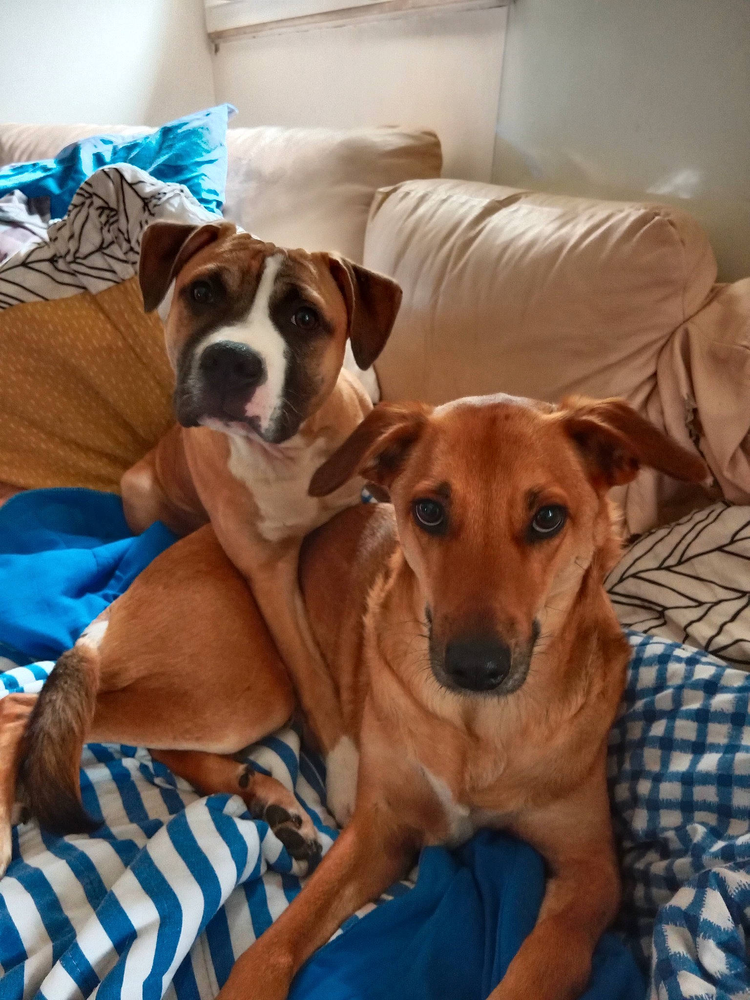 Laïko a rejoint le concours — aidez-le/la à gagner de superbes lots ! canidae, carnivore, chair, collar, comfort, companion_dog, dog, dog_breed, dog_supply, fawn, flooring, hardwood, hound, paw, room, sporting_group, wood, working_animal