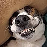 Marshall is registered to the contest to win money with this photo: animal, black_fur, brown_fur, close_up, couch, cushion, dog, face, funny, grinning, indoor, nose, pet, portrait, screenshot, smiling, snapchat, snout, teeth, white_fur