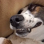 Marshall is registered to the contest to win money with this photo: animal, black_fur, brown_fur, canine, close_up, couch, dog, face, funny, fur, grin, indoor, lying_down, nose, pet, relaxed, snapchat_screenshot, snout, teeth, white_fur
