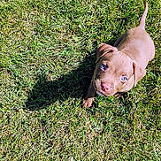 Goddess is registered to the contest to win money with this photo: adorable, animal, blue_eyes, brown_fur, canine, cute, daytime, dog, grass, looking_up, nature, outdoor, pet, playful, puppy, shadow, small, summer, sunlight, young