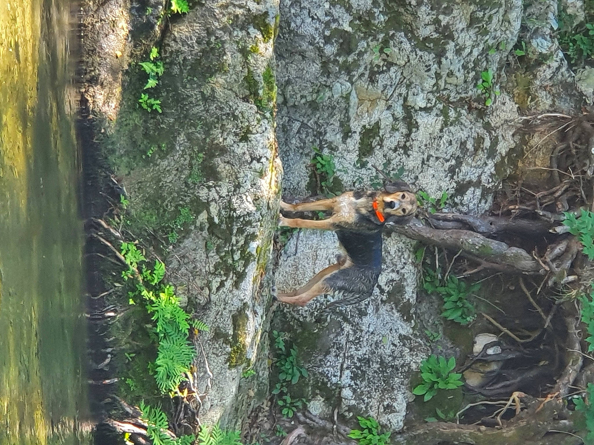 Orsu participe au concours pour gagner de l'argent avec cette photo : bedrock, biome, branch, forest, formation, geology, grass, green, groundcover, non_vascular_land_plant, outcrop, plant, rock, rock_climbing_equipment, soil, tree, trunk, wood, woodland, woody_plant