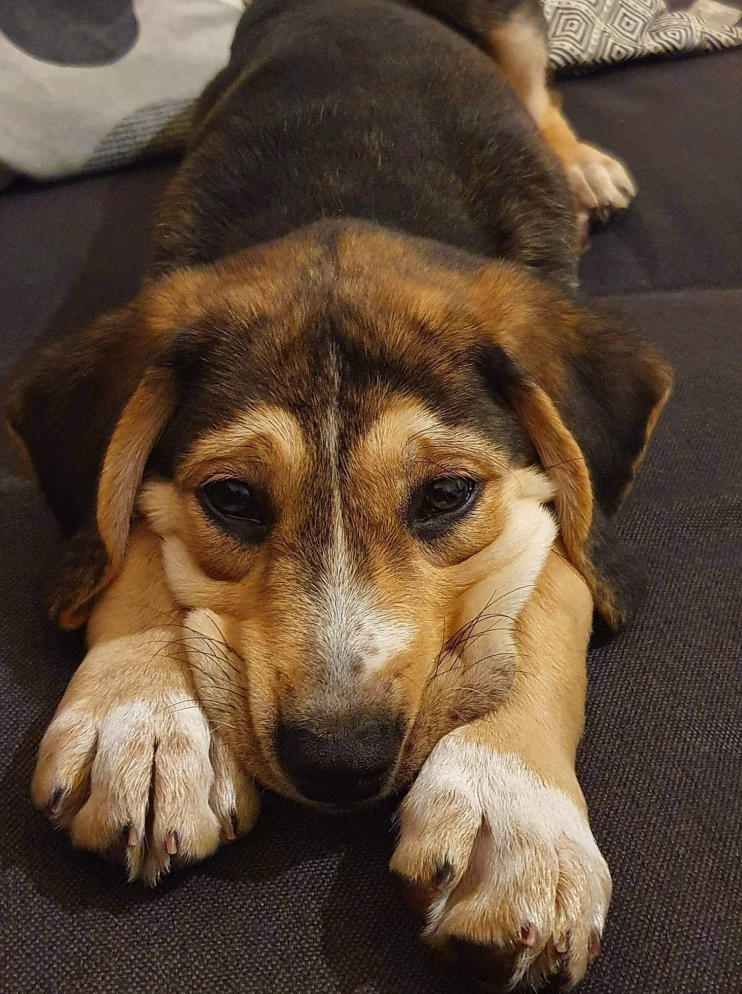 Orsu participe au concours pour gagner de l'argent avec cette photo : bored, canidae, canis, carnivore, comfort, companion_dog, dog, dog_bed, dog_breed, fawn, fur, guard_dog, nap, paw, puppy_love, sporting_group, street_dog, terrestrial_animal, whiskers, working_animal