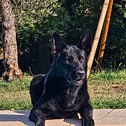 Roy participe au concours pour gagner de l'argent avec cette photo : dog, black_dog, pet, animal, sitting, outdoors, garden, poolside, grass, trees, foliage, sunlight, shadow, portrait, pointed_ears, open_mouth, happy, paw, fur, backyard