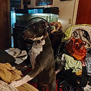 Jada is registered to the contest to win money with this photo: dog, indoor, furniture, blanket, shoes, bag, fan, fish_tank, poster, tiger_figurine, carpet, wall_art, collar, curious, standing, cluttered_room, light_switch, doorway, chair, clothing