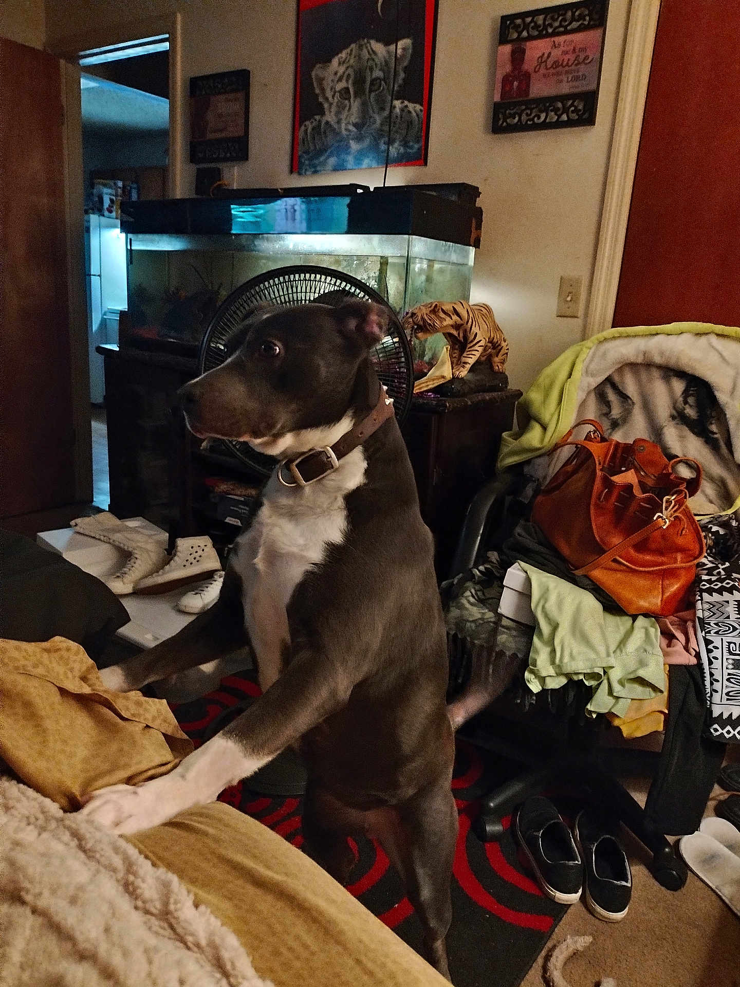 Jada is registered to the contest to win money with this photo: dog, indoor, furniture, blanket, shoes, bag, fan, fish_tank, poster, tiger_figurine, carpet, wall_art, collar, curious, standing, cluttered_room, light_switch, doorway, chair, clothing