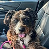 dog, pet, puppy, shaggy_fur, brown_fur, black_fur, white_fur, floppy_ears, tongue_out, cute, happy, sitting, car, car_interior, leash, collar, pink_leash, portrait, close_up, road_trip