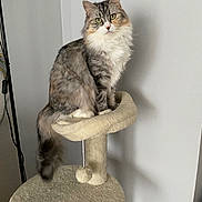 Billie participe au concours pour gagner de l'argent avec cette photo : cat, fluffy, green_eyes, cat_tree, indoor, pet, animal, feline, sitting, curious, beige, gray_wall, long_hair, domestic_cat, whiskers, tail, ears, paws, fur, portrait