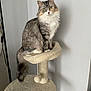 cat, fluffy, green_eyes, cat_tree, indoor, pet, animal, feline, sitting, curious, beige, gray_wall, long_hair, domestic_cat, whiskers, tail, ears, paws, fur, portrait