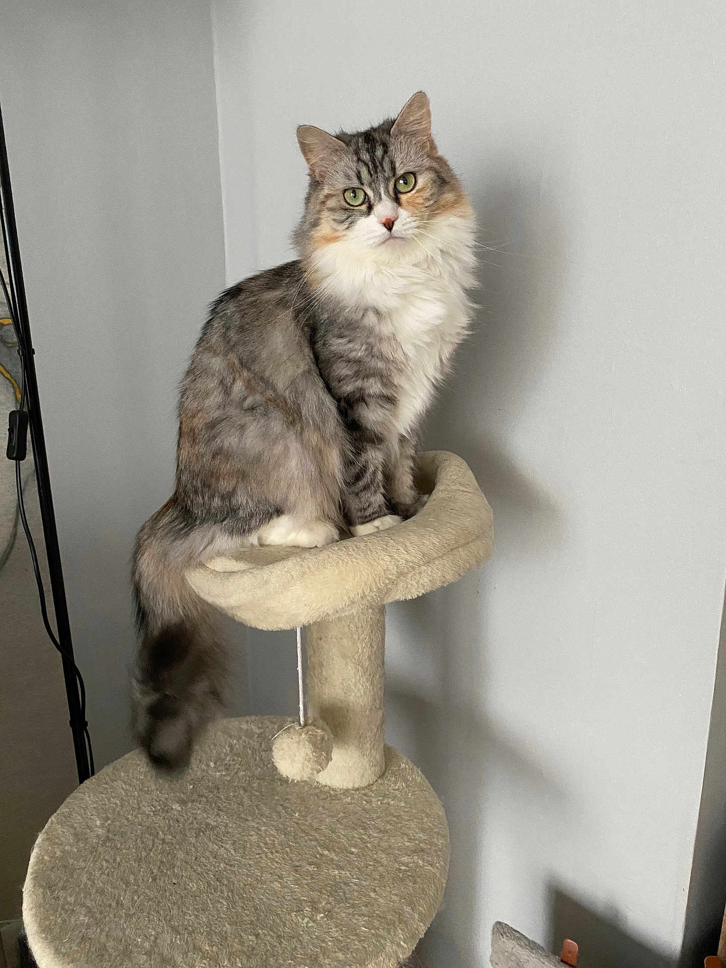 Billie participe au concours pour gagner de l'argent avec cette photo : cat, fluffy, green_eyes, cat_tree, indoor, pet, animal, feline, sitting, curious, beige, gray_wall, long_hair, domestic_cat, whiskers, tail, ears, paws, fur, portrait