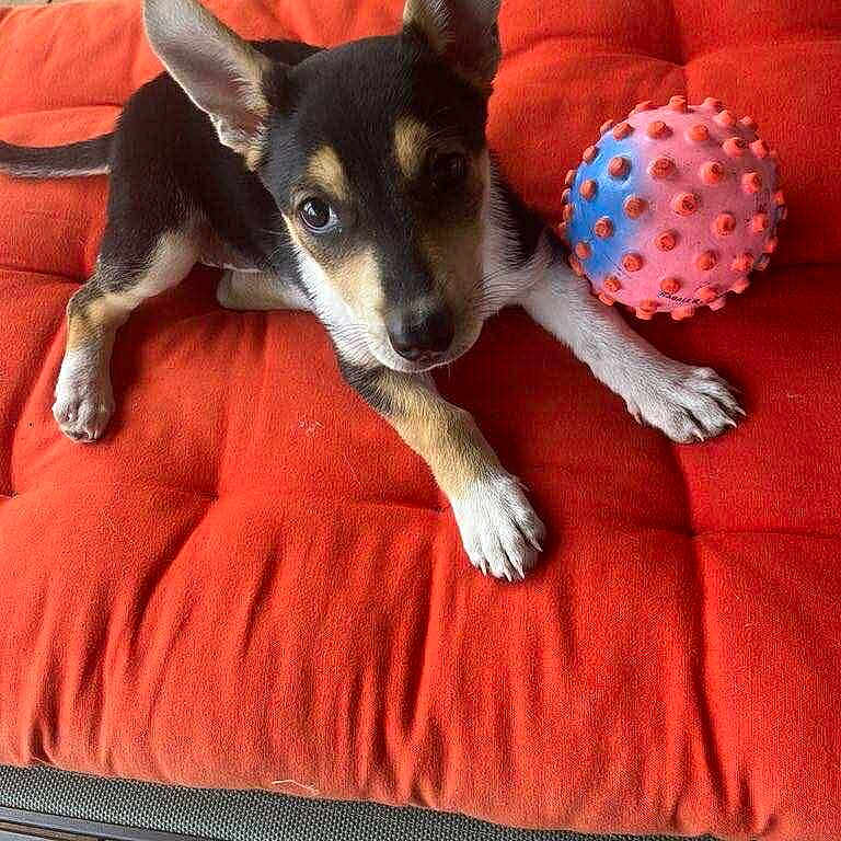 Naya participe au concours pour gagner de l'argent avec cette photo : alert, animal, ball, black_and_tan, closeup, cute, dog, ears, furniture, household, indoor, looking, orange_cushion, paw, pet, playful, puppy, resting, toy, young