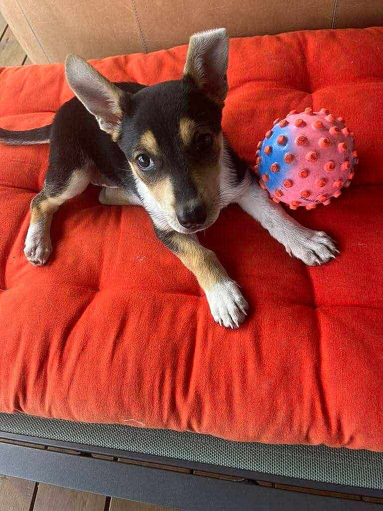 Naya participe au concours pour gagner de l'argent avec cette photo : puppy, dog, pet, animal, cute, ears, orange_cushion, toy, ball, playful, indoor, furniture, closeup, paw, black_and_tan, alert, young, resting, looking, household