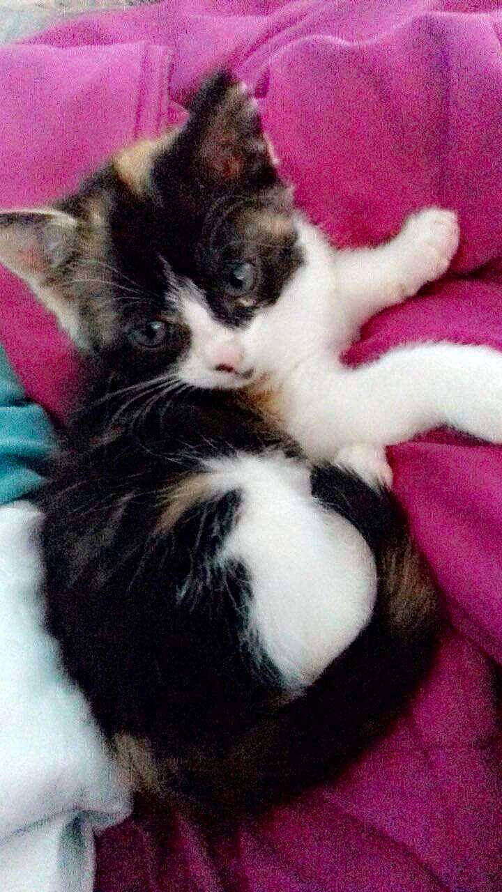 Mimine a rejoint le concours — aidez-le/la à gagner de superbes lots ! american_wirehair, carnivore, cat, domestic_short_haired_cat, european_shorthair, felidae, fur, kitten, mammal, norwegian_forest_cat, polydactyl_cat, small_to_medium_sized_cats, tail, vertebrate, whiskers