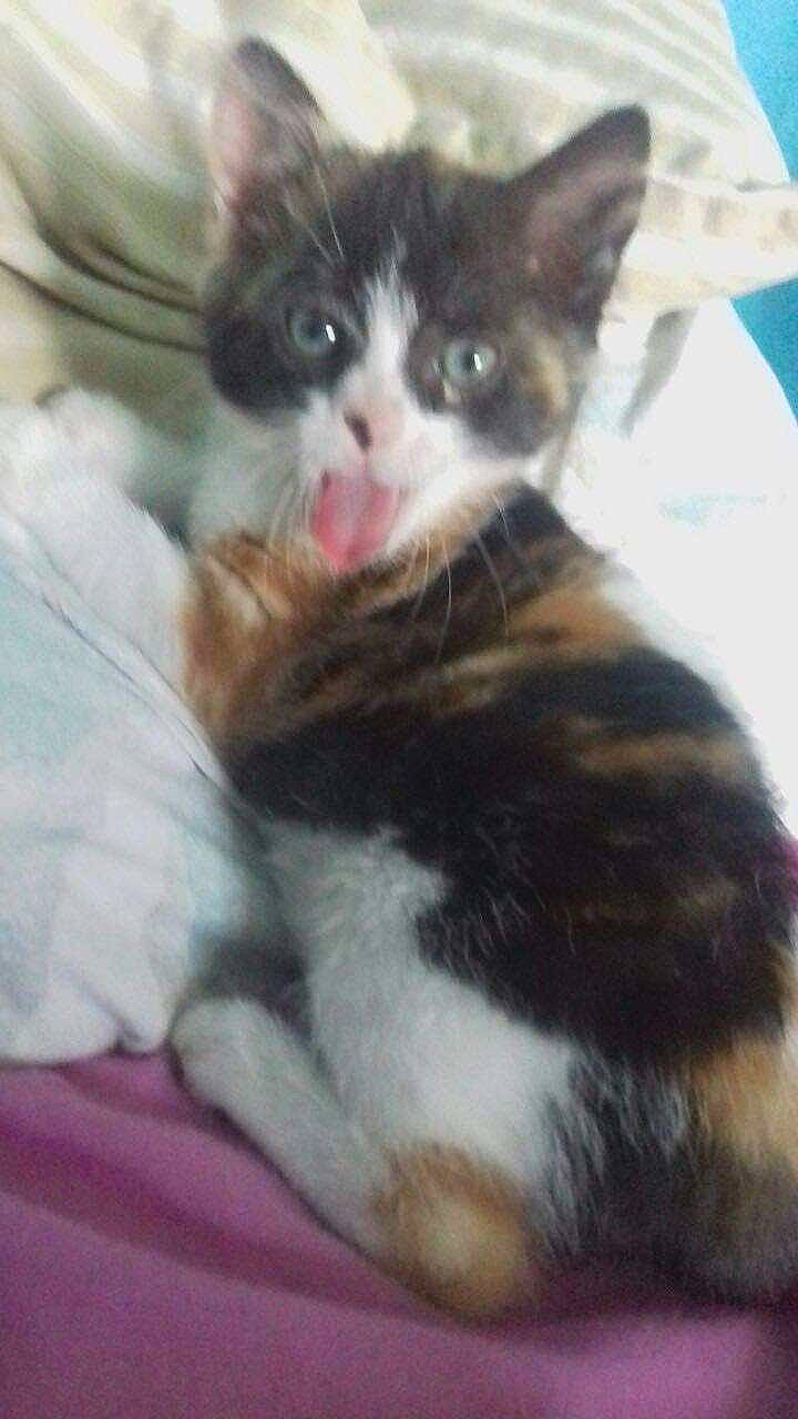 Mimine participe au concours pour gagner de l'argent avec cette photo : american_wirehair, carnivore, cat, domestic_short_haired_cat, european_shorthair, felidae, kitten, mammal, norwegian_forest_cat, polydactyl_cat, small_to_medium_sized_cats, snout, vertebrate, whiskers