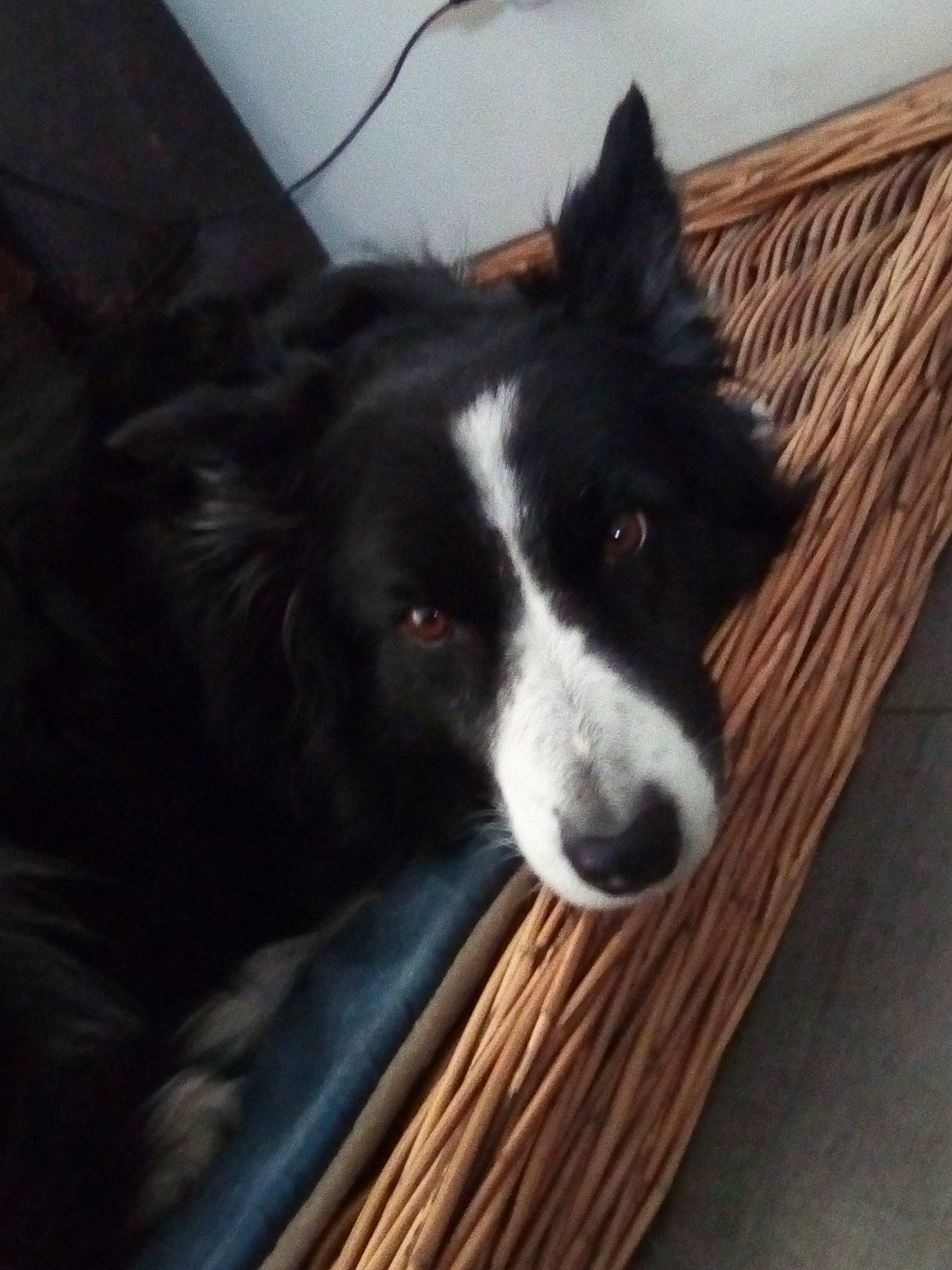 Girly participe au concours pour gagner de l'argent avec cette photo : border_collie, canidae, carnivore, dog, dog_breed, herding_dog, karelian_bear_dog, mammal, mcnab, snout, vertebrate, whiskers